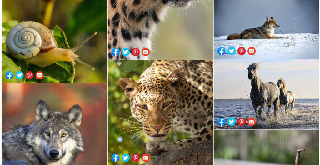 social-share-image-thumbnails 1 1 1 1 - Envira Gallery Social share - image thumbnails with icons